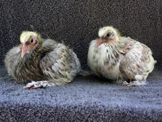 two chickens sitting on top of a gray couch