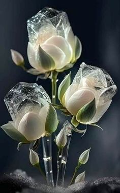 three white roses in a vase with ice