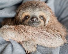 a baby sloth is curled up in a blanket and looking at the camera with its eyes wide open