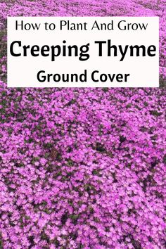 creeping thyme ground cover Ground Cover For A Hillside, Creeping Time Ground Cover, Ground Spreading Plants, Ground Cover Plants You Can Walk On, Creepy Thyme Ground Cover, Red Thyme Ground Cover, Hill Ground Cover Ideas, Blue Creeping Thyme, Purple Creeping Thyme