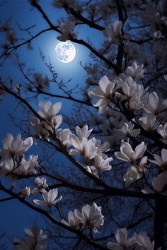 Beautiful Moon Pictures, Moonlight Photography, Iphone Wallpaper Cat, Blue Moon Photography, Phone Wallpaper Pink, Beautiful Flowers Photos, Love Animation Wallpaper, Dark Phone Wallpapers, Moon Photography