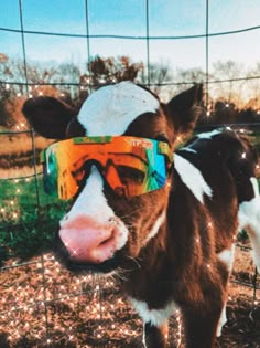 a brown and white cow wearing colorful sunglasses