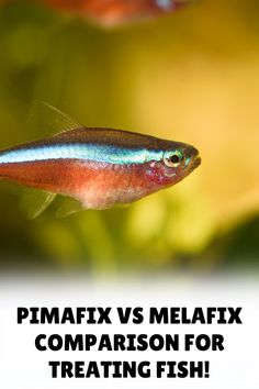 a close up of a fish in an aquarium with text reading pimafix vs melafix comparison for treating fish