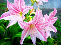 three pink flowers with green leaves in the background