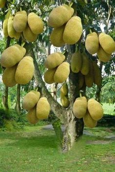 a tree filled with lots of yellow fruit hanging from it's branches in a park