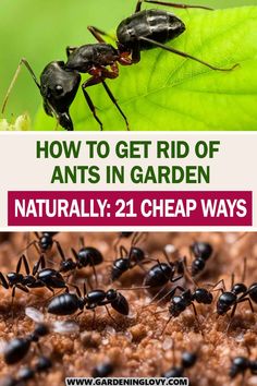 how to get rid of ants in garden naturally 21 cheap ways