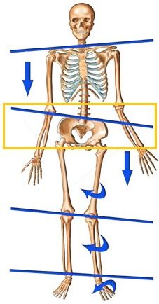 the skeleton is shown with arrows pointing in different directions