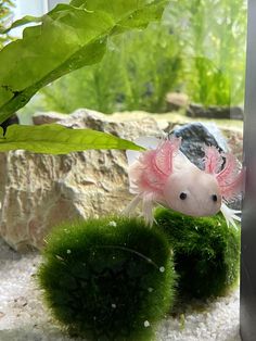 an animal that is sitting in the water next to some plants and rocks with moss growing on it