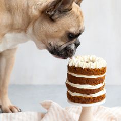 Remy's Sweet Potato Pup Cake Puppy Cake, Animals Crossing, Dog Treats Homemade Recipes, Dog Birthday Cake, Dog Cakes, Birthday Cake Recipe