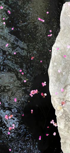 pink flowers floating in water next to large rocks and rock formations on the ground,