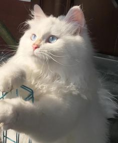 a white cat with blue eyes sitting in a basket