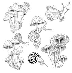 four different types of mushrooms and snails in black and white, one is drawn by hand