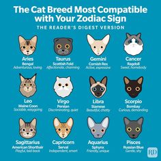 the cat breed most compatible with your zodiac sign, which is also in english and spanish