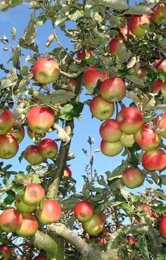 an apple tree filled with lots of red and green apples on it's branches