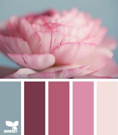 a pink flower is in the middle of color swatches