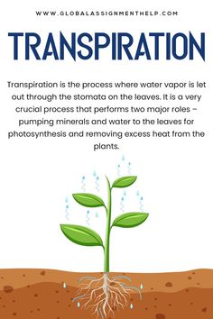 a plant with water coming out of it and the words transspiration above it