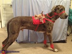 a dog with red boots and a harness on standing in front of a curtained backdrop