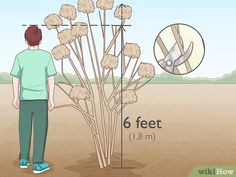 a man standing next to a tall plant with scissors on it