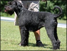 a large black dog standing on top of a lush green field next to a person