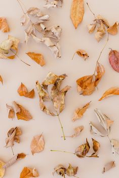 the leaves on the ground are all over the floor, and there is no image here to provide a caption for