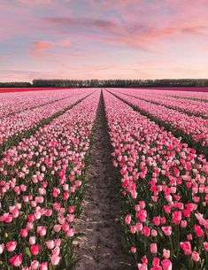 a large field full of pink tulips under a cloudy sky