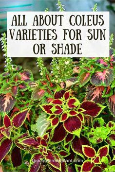 all about coleus varieties for sun or shade-pin image Coleus Pots, Coleus In Pots, Coleus Containers, Coleus Care, Coleus Varieties, Corner Garden Ideas, Coleus Plants, Coleus Plant, Shade Annuals