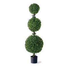 three round topiary plants in a black pot