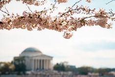 cherry blossoms are blooming in front of the jefferson memorial