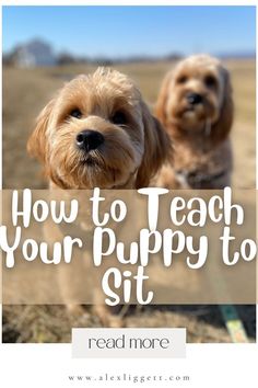 two puppies standing next to each other with the words how to teach your puppy to sit