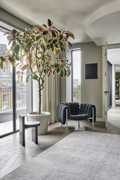 a living room filled with furniture and a large potted plant in the middle of it