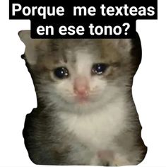 an image of a kitten with the caption'porque me texeas en ese tono? '