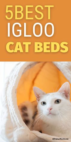 a white cat laying in a bed with the words 5 best igloo cat beds