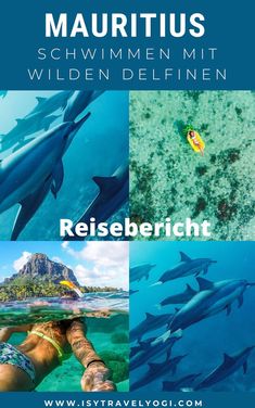 the cover of an article about marine life in germany with pictures of dolphins and other animals