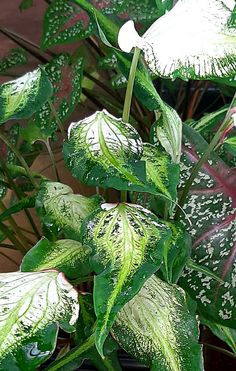 a potted plant with white and green leaves