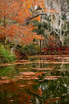 a pond surrounded by trees covered in leaves and mossy branches with red benches on each side