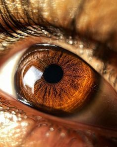 an extreme close up shot of the iris of a brown cat's human eye