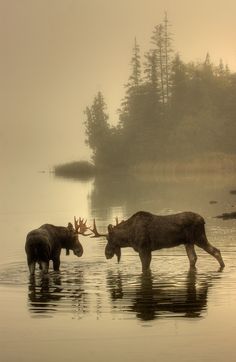 two moose are walking in the water together