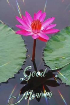 a pink water lily with the words good morning on it's reflection in some water