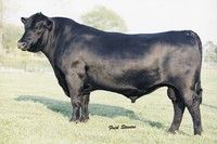 a large black cow standing on top of a lush green field