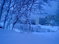 snow covered trees and buildings in the background