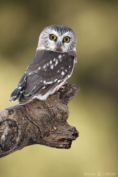 an owl sitting on top of a tree branch looking at the camera with yellow eyes