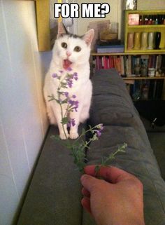 a white cat sitting on top of a couch next to a person's hand