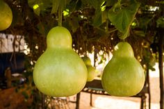 three green pears hanging from a tree in the shade stock photos, images and illustrations