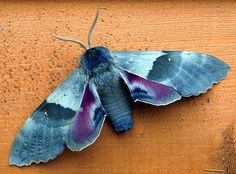 a blue and purple moth sitting on top of a wooden table