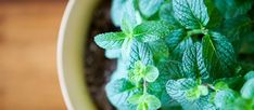 a potted plant with green leaves in it