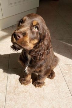 a brown dog sitting on top of a kitchen floor