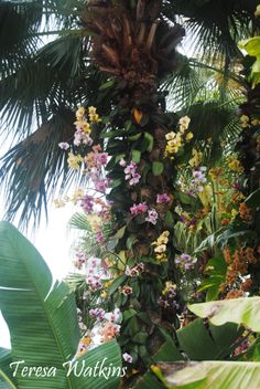 the tree is covered with many flowers and green leaves in this tropical scene, it's hard to tell what kind of flower they are