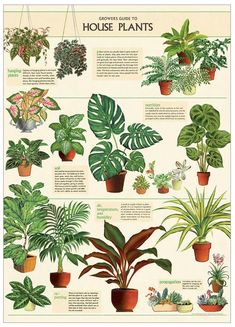 a poster showing different types of house plants