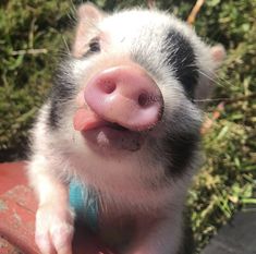 a small pig sticking its tongue out on top of a red brick wall with grass in the background