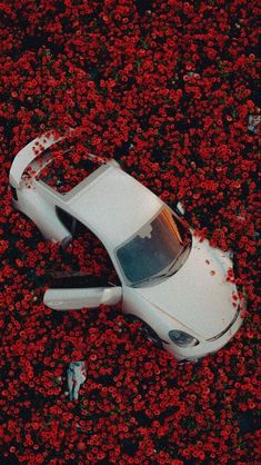 an aerial view of a white car in a field of red flowers with blood on the hood